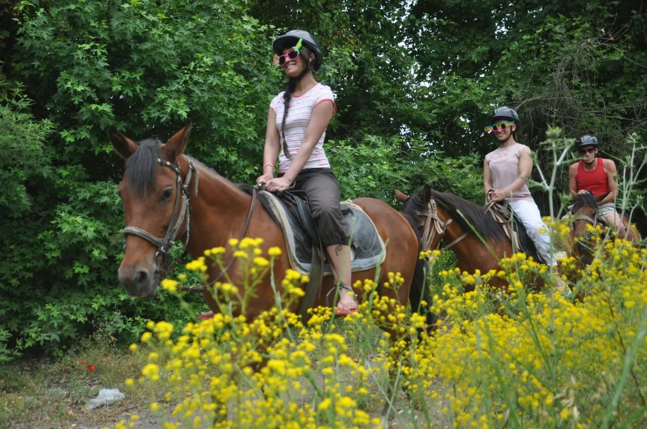 Horse Safari — 2/6